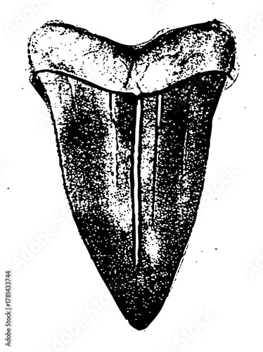 Shark tooth illustrates prehistoric life in paleontology