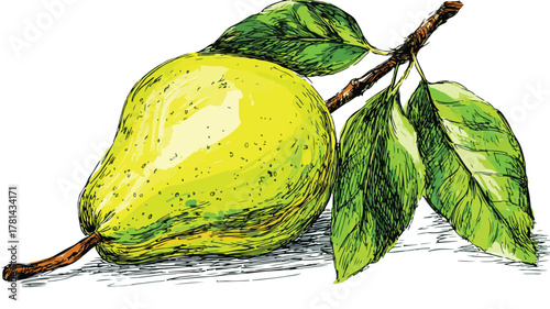 Detailed Drawing of Green Pear with Leaves and Vector Artwork