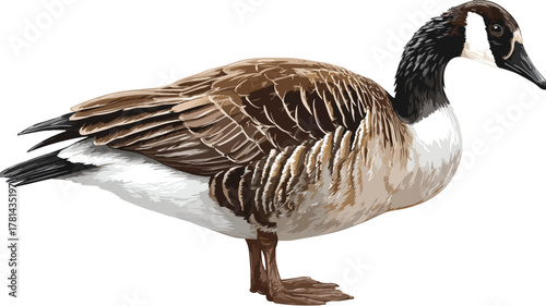 Graceful Goose with White Back Patch Vector Outline