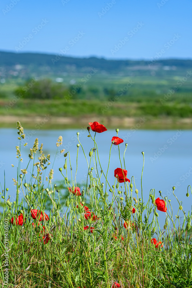Obraz premium Bright red poppies blooming on green summer meadow near calm lake under clear blue sky. Natural beauty, seasonal calm and peaceful background for visual design