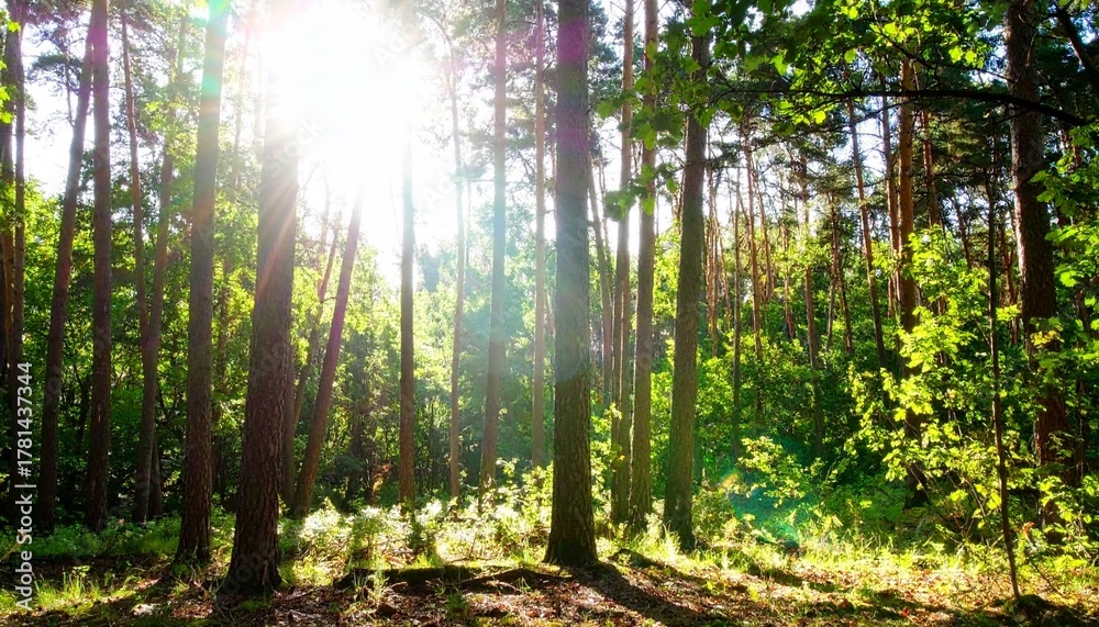 Obraz premium 森 林 木 木漏れ日 光 太陽 日差し 緑 新緑 生命 自然 早朝 幻想的 神秘的 癒やし 静寂 散歩 アウトドア 輝き 壮大