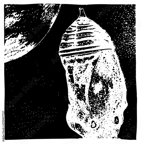 Chrysalis transforms in darkness