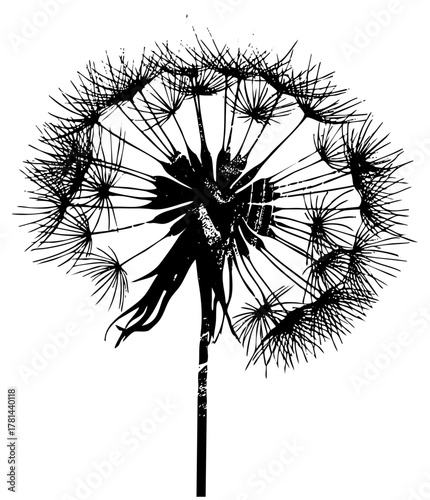 Dandelion Blooms in Botanical Illustration
