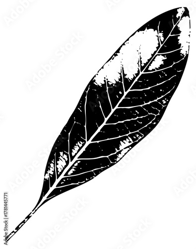 Leaf illustrates detail in botanical study