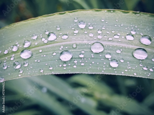 raindrops on grass leaf