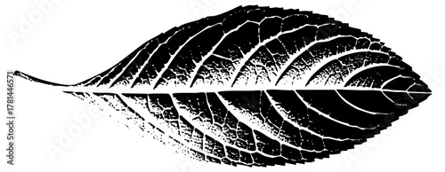 Leaf illustrates symmetry in botanical study