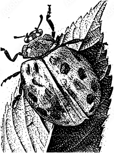 Cicada emerges from in nature