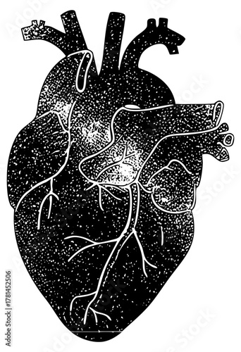 Human heart illustrates anatomy in medical education