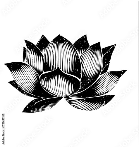 Lotus Blooms Elegantly in Illustration