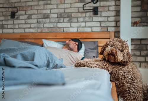 Maltipoo dog near the bed with sleeping owner wearing black sleep eye mask during daytime nap on unfocused background. Funny pets and healthy lifestyle concept image.