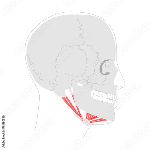 Suprahyoid muscles anatomy diagram, stylohyoid, digastric anterior belly, digastric posterior belly, mylohyoid, geniohyoid, mandible hyoid bone, swallowing, medical reference, head side view