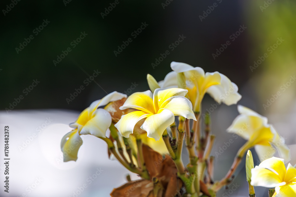 Obraz premium 庭のプルメリアの花。 座間味島座間味港 沖縄県島尻郡慶良間諸島-2025 沖縄本島から40km西方にある諸島。 大小30以上の島々からなる島嶼群は全体が国立公園に指定されている。 珊瑚礁の海、白い砂浜、緑の山地は世界屈指の美しさ。 多くの貴重な動植物が生息している。 