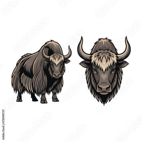 Yak Fullbody and Close-Up Illustration for Mountain Animal Design