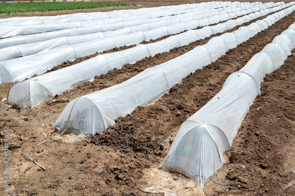 Fototapeta premium Rows of farmland covered with white plastic sheeting, possibly for crop protection or early planting