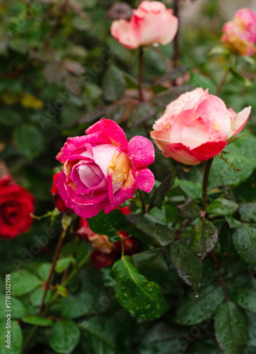 Scarlet and white roses in the garden.Valentine romance holiday.Vertical