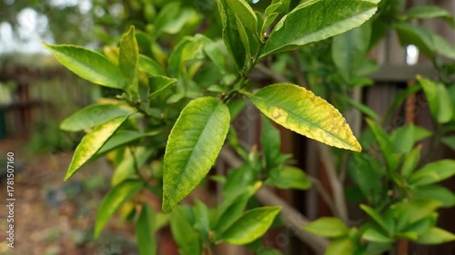Wallpaper Mural Medium shot showing yellowing lemon tree leaves focusing on nutrient deficiency identification and corrective care methods. Torontodigital.ca