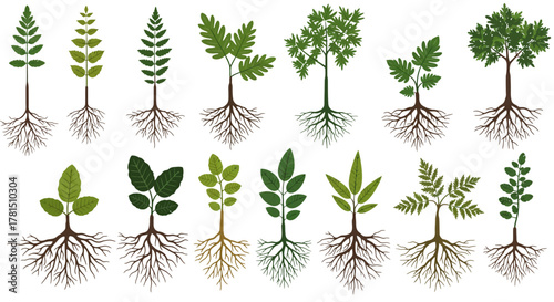 Various green leafy trees with roots illustration, representing growth and nature