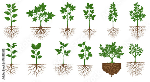 Rooted Greenery An Assortment of Plant Life Illustrations