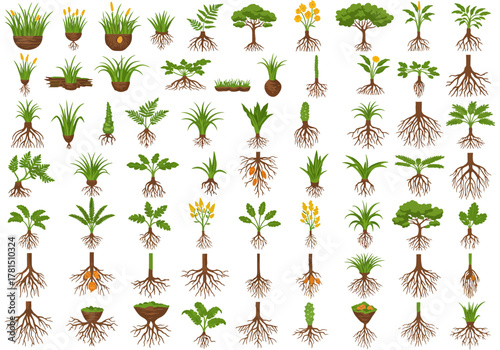 Collection of Plants and Trees with Roots Illustration