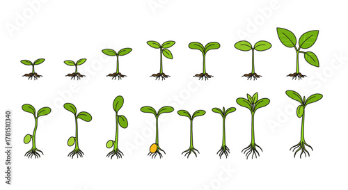 Stages of Plant Growth Seedling Development Illustration