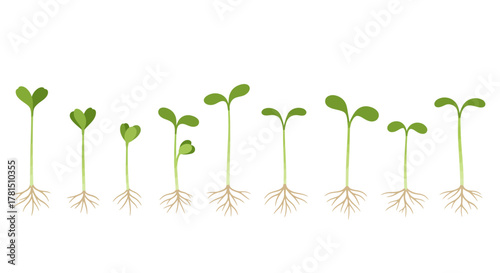 Growth Stages Seedlings Sprouting on a White Background