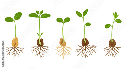 Stages of Seedling Growth A Vector Illustration of Germination