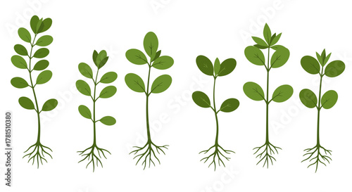 Array of Green Sprouts with Root Systems on White Background