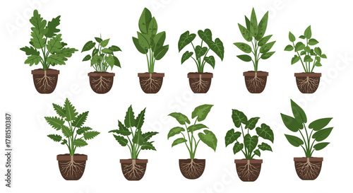 Collection of Potted Green Plants A Diverse Indoor Garden in Brown Pots