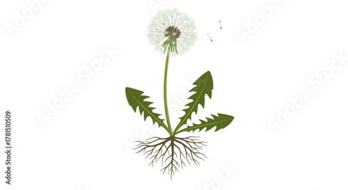 Dandelion Illustration Seed Head, Leaves, and Root System