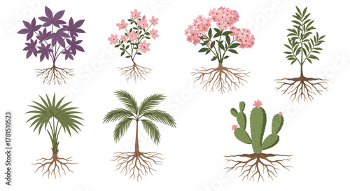 Diverse Plants Illustration with Exposed Roots on White Background