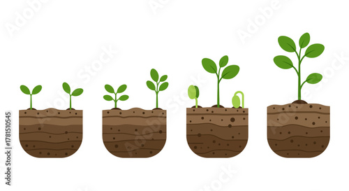 Growth Stages A Seedling's Journey from Soil to Plant