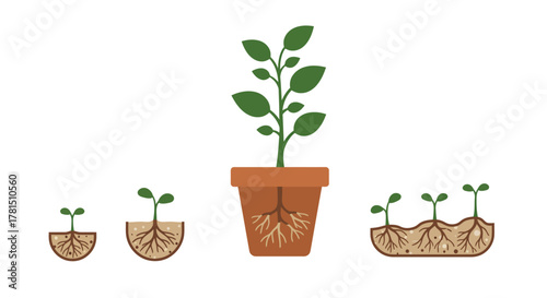 Stages of Growth From Seedling to Plant in Pots and Soil, Root Development
