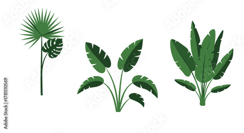 Tropical plant vector art for graphic design and creative projects