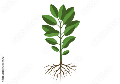 Illustration of a Plant with Green Leaves and Visible Roots