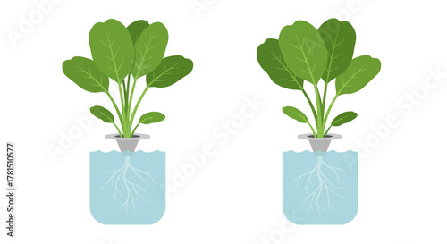 Hydroponic Green Plant Cultivation in Water Tanks A Sustainable Growing Method