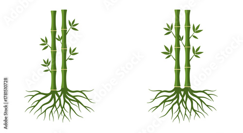 Bamboo Plants Illustration with Roots and Green Leaves Isolated on White