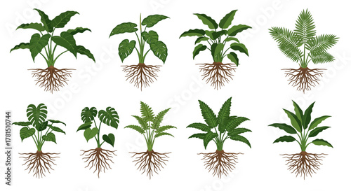 Green Plants with Roots A Botanical Collection