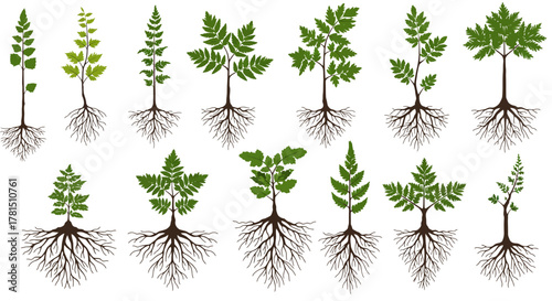 Fern Plant Variety Set Illustrations with Detailed Root Systems