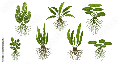 Aquatic Plants with Roots Illustration for Aquarium Decor and Botanical Studies