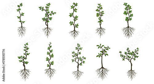 Currant Bush Seedlings Illustrated Collection for Gardening and Education
