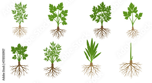 Herb Garden Clipart Set Fresh Parsley and Greens Illustration