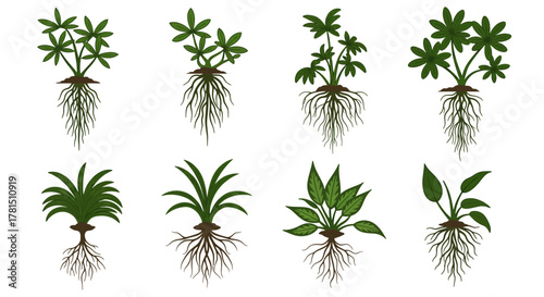 Diverse Plant Roots Botanical Vector Illustration