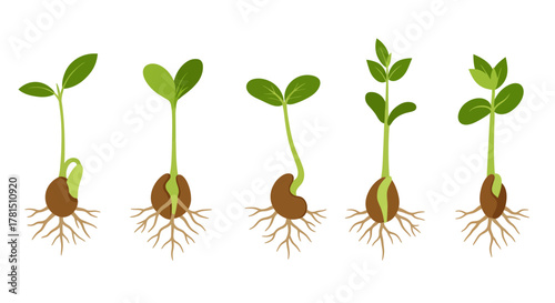 Stages of Seedling Growth A Visual Guide to Germination and Root Development