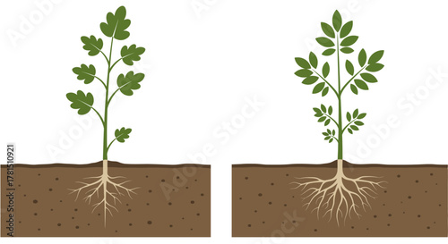 Illustration of Seedling Growth with Root Systems in Soil
