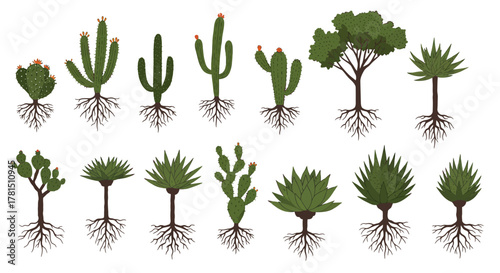 Illustration of Desert Plants with Visible Root Systems