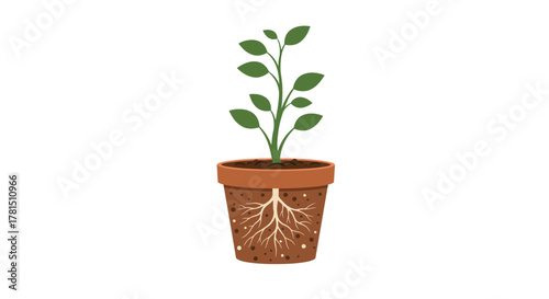 Rooted Growth Depiction of a Young Plant's Healthy Underground System