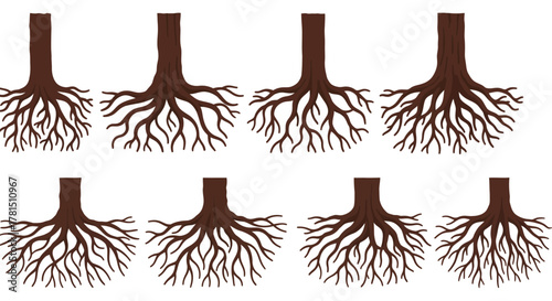 Root System Variations A Visual Guide to Tree Roots and Soil Interaction
