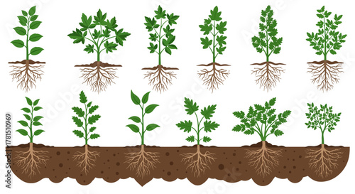 Plant Growth Stages Seedling to Mature Development