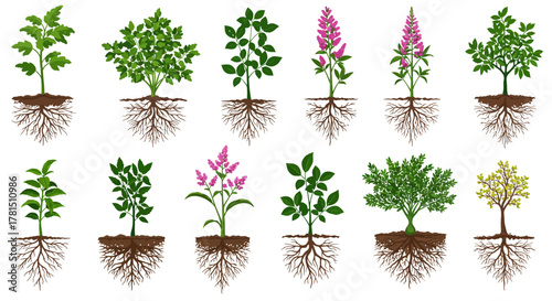 Illustrative Variety Diverse Plant Species and Root Systems Isolated on White