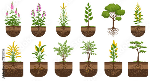 Diversity of Botanical Illustrations Plant Life Cycle with Soil Cross-sections